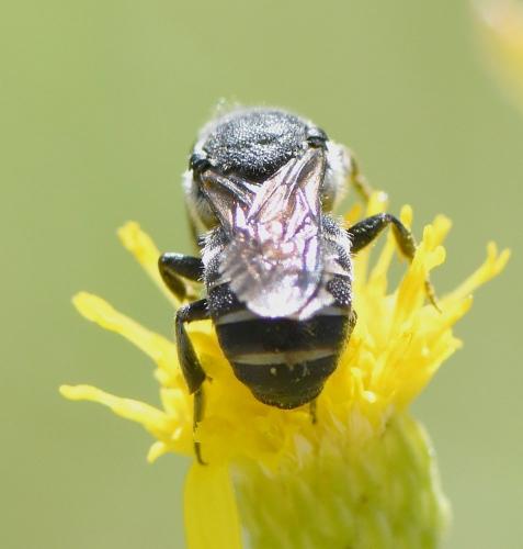 Réf. 243 058 : Stelis punctulatissima